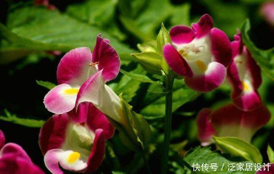 居家就养此款花卉,开花幽香暗淡,花型圆滚惹人爱,值得拥有