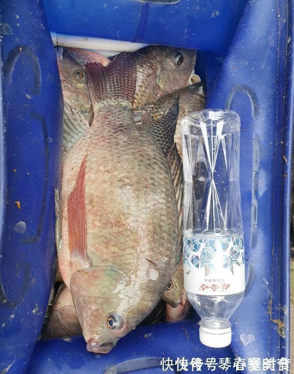 6斤!鸭子塘里的罗非鱼体型惊人,因常年吃鸭粪?