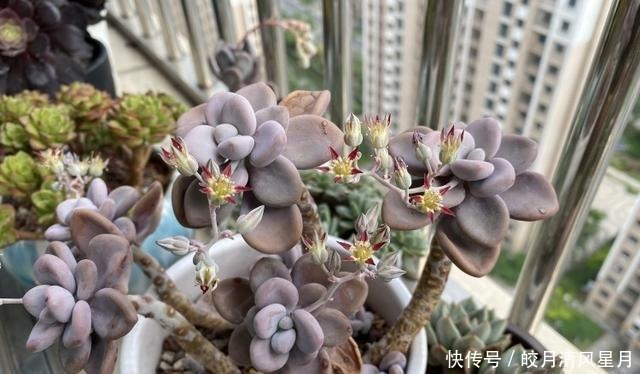 度夏|绿了也是心头肉,开始为度夏担忧!