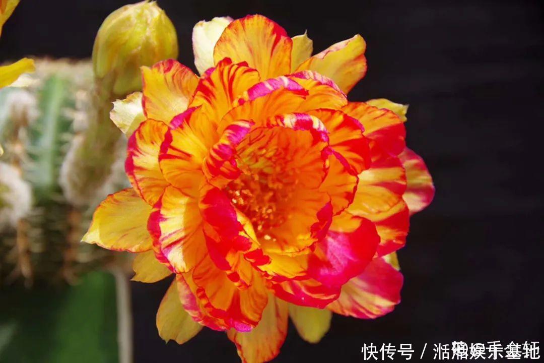 大爷家荷花种在花盆里，1次开花20朵，比巴掌还大！