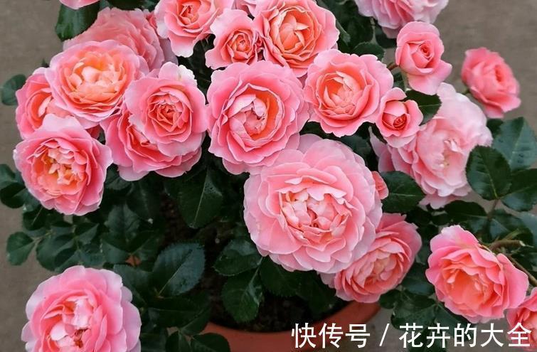 枝干|微型月季“香香公主”,花期长又皮实,花朵色多量大香味浓