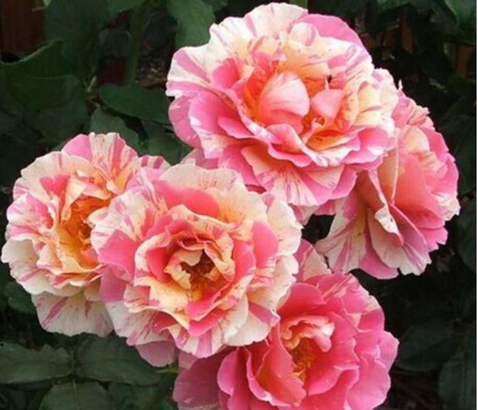 4种花是开花机器,妖艳妖娆,花色鲜艳,一开就停不下来