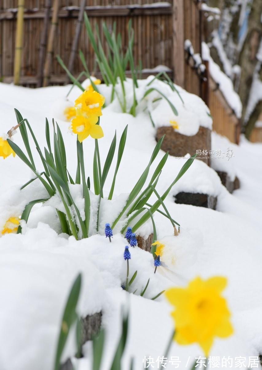 4种“漂亮花”,现在快入手,晒晒太阳就开花,越冷越漂亮