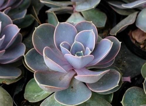 合适多肉新手种植的9种肉肉,新手的福音,最好养的肉肉