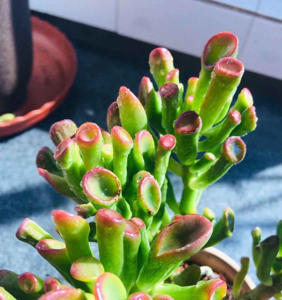 吸财树怎么养？简单3步，枝叶繁茂、颜色漂亮、变成茁壮的老桩