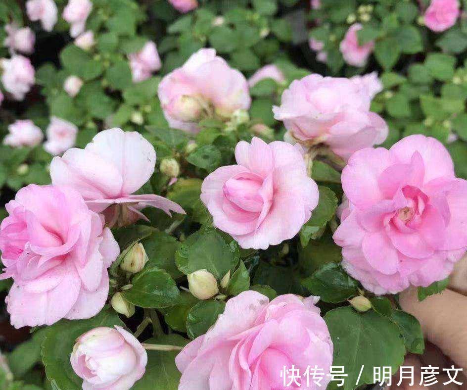 技巧|一种自带仙气的花,能扦插很好养,几点技巧让它长势好更多花