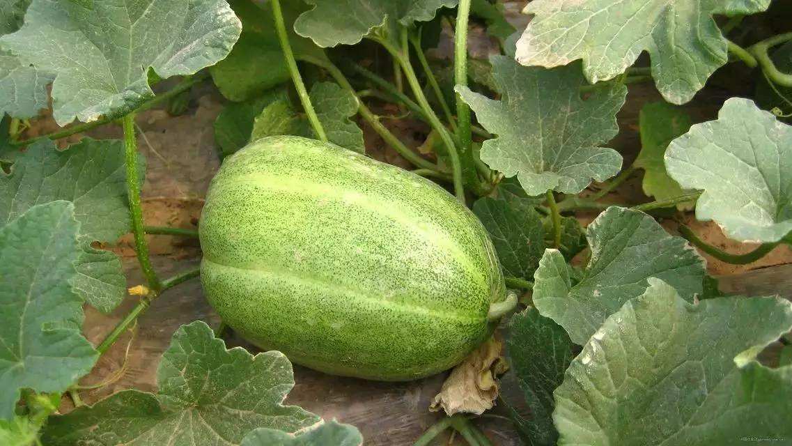 花花|不用熟透就能吃,种阳台上不用管,一年不用买菜!