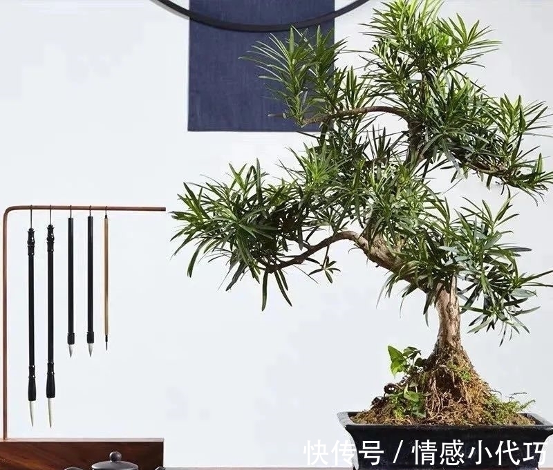 罗汉松|推荐八种镇宅辟邪的植物,家里养一盆,护宅守家保平安