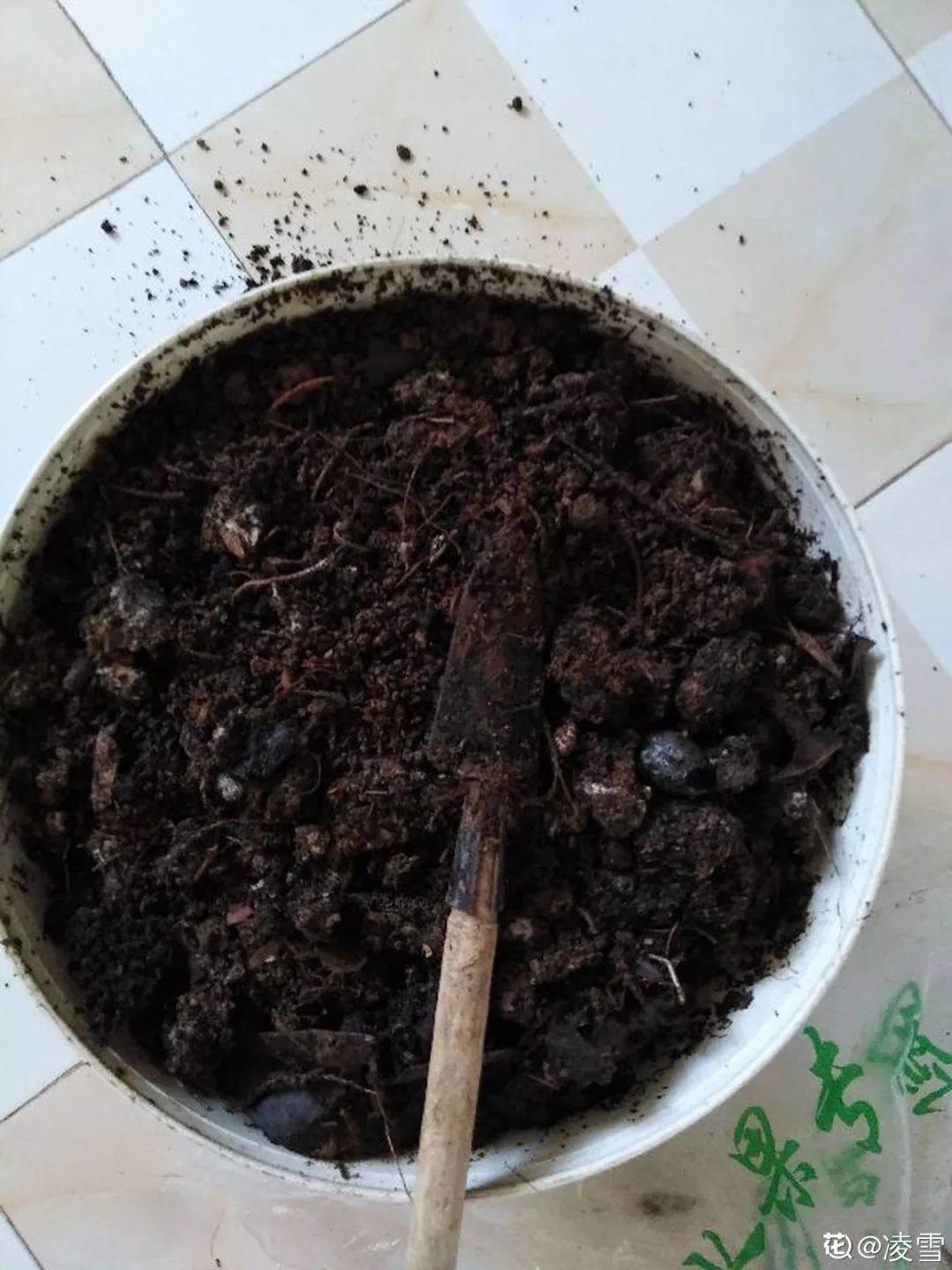 盆土硬成大疙瘩,浇点松土剂,立马软得像发糕!