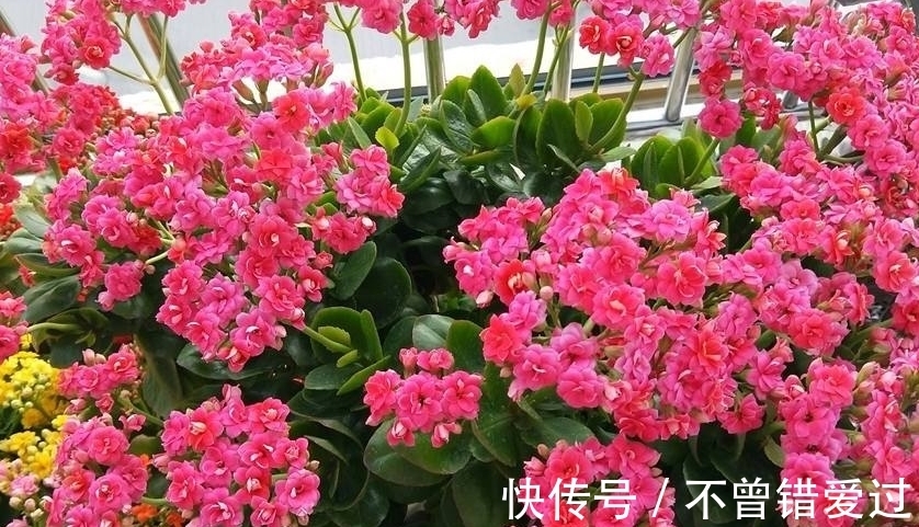 长寿花这样养,一年就能养成老桩