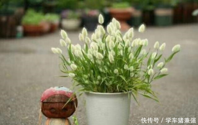 有钱人的庭院,现在流行“种草”了,4种“野草”你们见过吗!