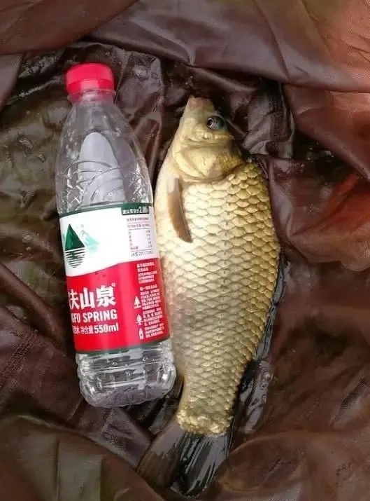 秋冬钓鲫鱼不会配饵？这8款饵料钓鲫鱼，渔获猛涨3倍！