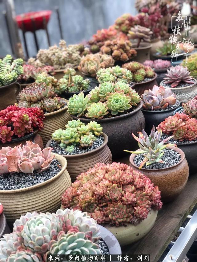 爱多肉,爱生活,我们是一群快乐的养肉人!