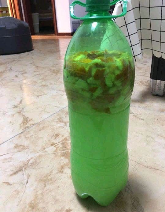 发酵淘米水臭气熏天,加2种东西,气味清香,肥效棒!