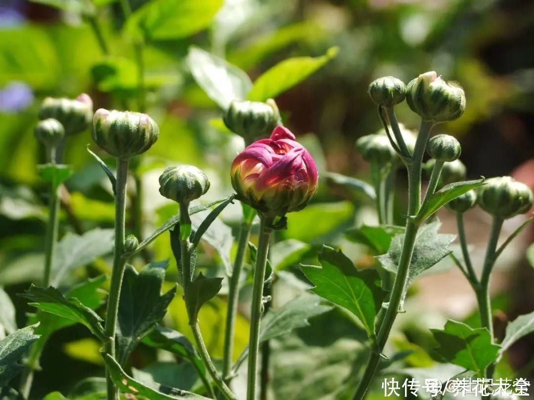 半个月|半个月没太阳，给花开浴霸补光，竟然开了300朵