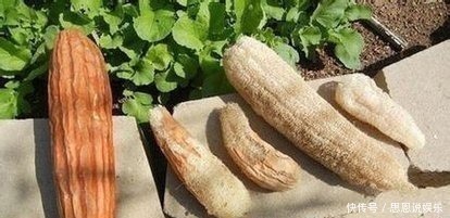 养生|一味丝瓜络,养生大功效!8大顶级妙用,极少人知道!中医都夸赞