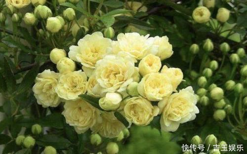 七里香|家里不通风、异味大，就养“3种花”，不仅有香味，还净化空气