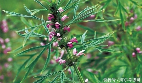 野菜|农村的这些野菜，可以延缓衰老、滋阴润燥，现在知道还不晚！