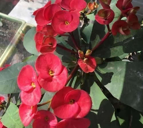 养花不能什么植物都往家里搬,5种花养在室内有隐患