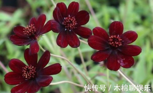 浪漫|大家见过黑色的菊花吗散发出巧克力的香味,使空气都是浪漫气息