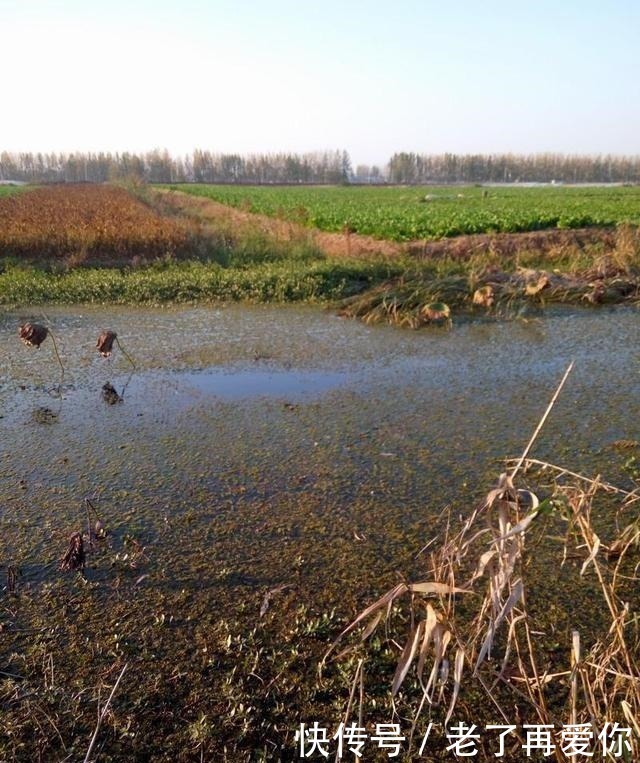 鲫鱼|浅谈鲫鱼的食性和习性,足够了解你才能钓到爆护