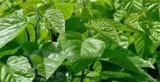 营养|每天可以坚持吃四种食物，补充营养、延缓衰老，好处多多