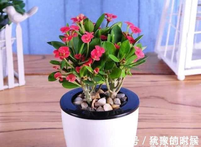 15种花有毒,家里有老人、小孩、孕妇或宠物的,要慎养