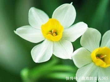 50种植物花语,不要再傻傻送错花了