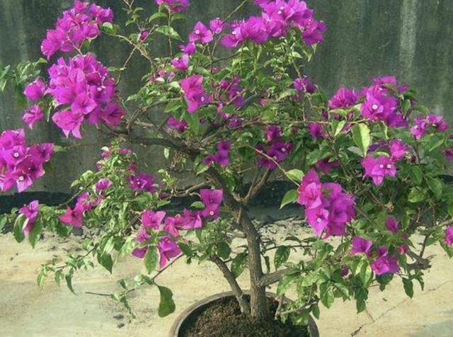 开花200天的“花树”,夏天可以养,比“绣球花”都漂亮,养8盆!