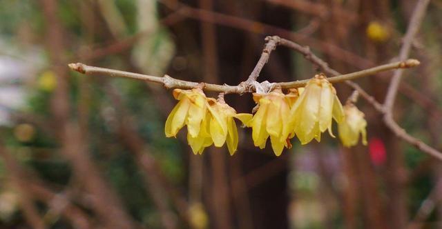 通风|想要养好花,只要知道这7件事