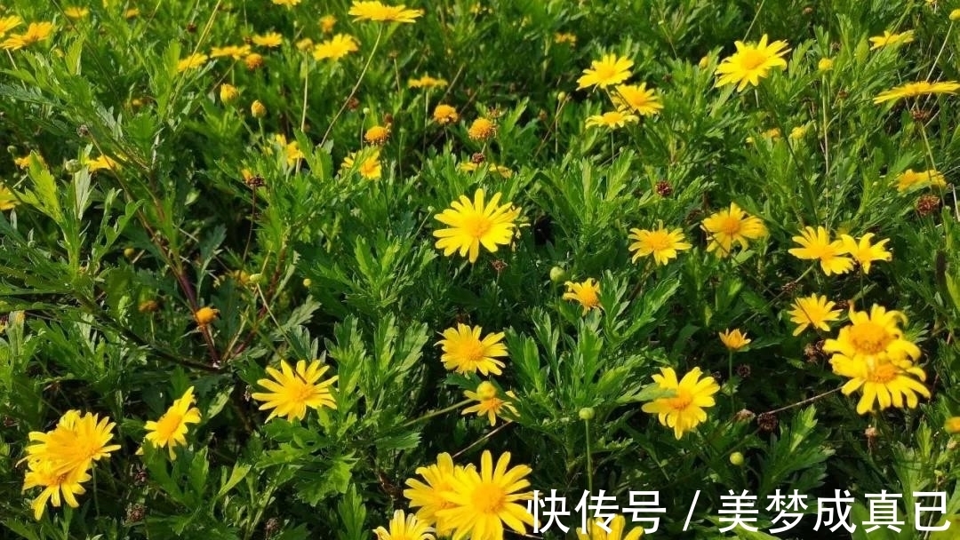 花序|这份攻略请收好！苏州市植物园推出赏菊知识卡片