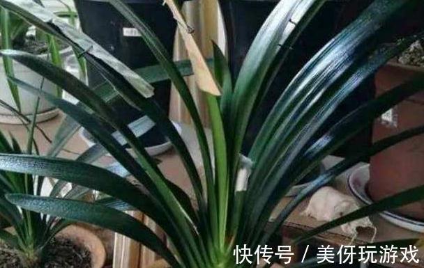 立秋了,给君子兰施肥注意2点,学会了这些,很早就开花了