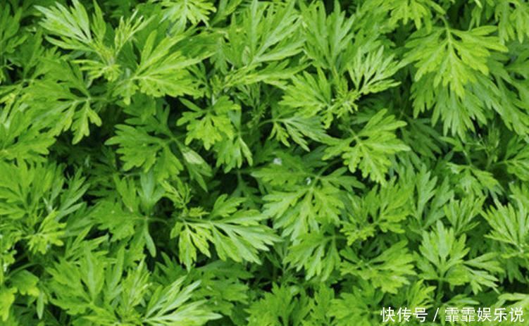 中年|小小艾草卻能做3味藥,如此做好處多多,改善手麻腰腿痛心理疲勞