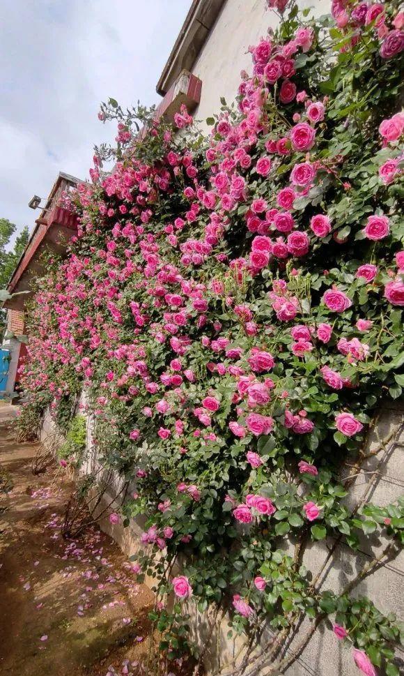 门口种了一棵花，竟被说是不吉利，怼回去：关你P事