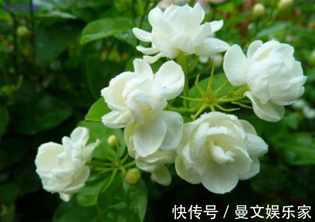 种花|越剪越旺的“3种花”,开花多到爆盆,不见叶子只见花,美!