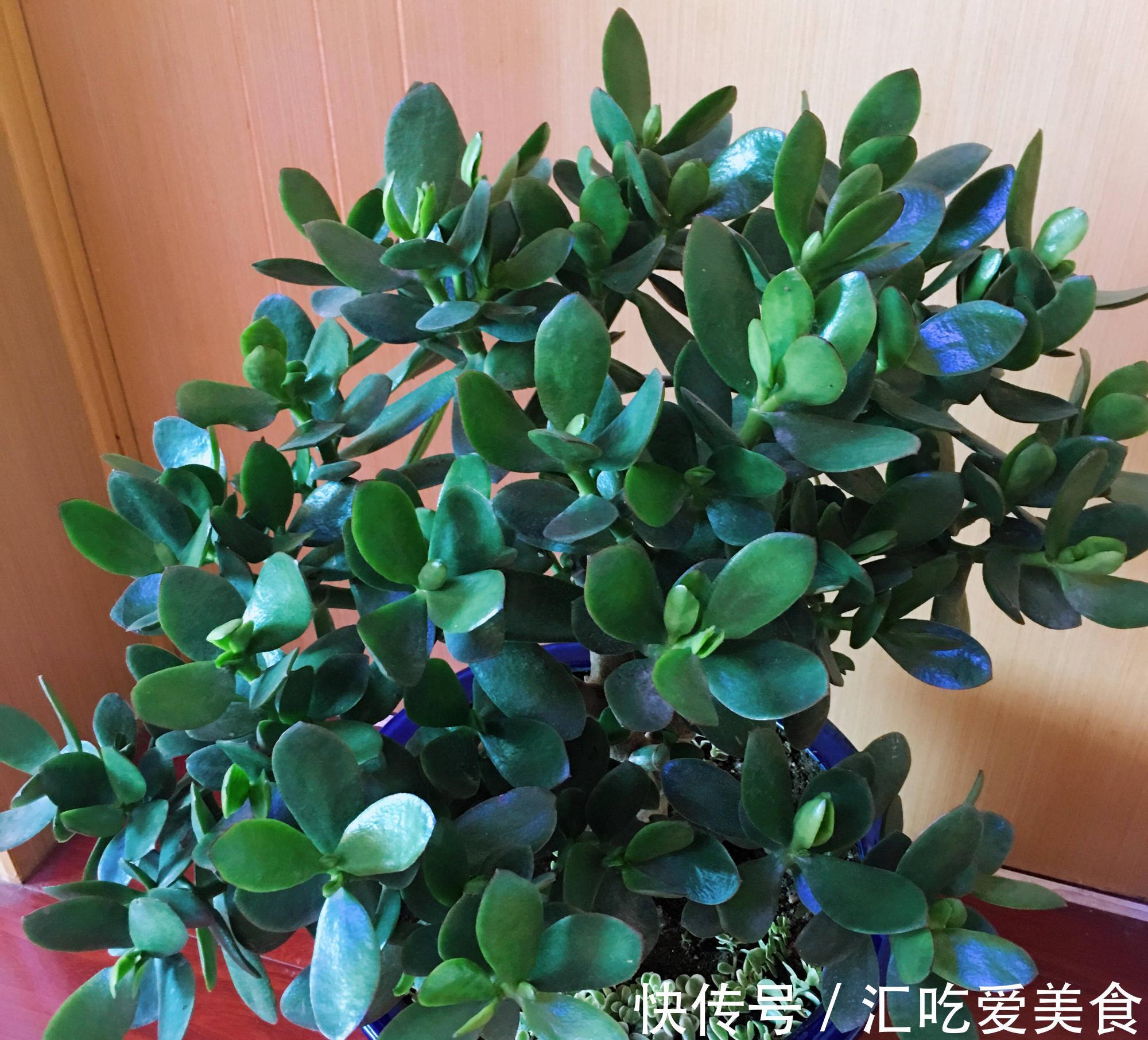 适合新手养的2种盆栽，挺拔秀丽花色美，容易养活很优良