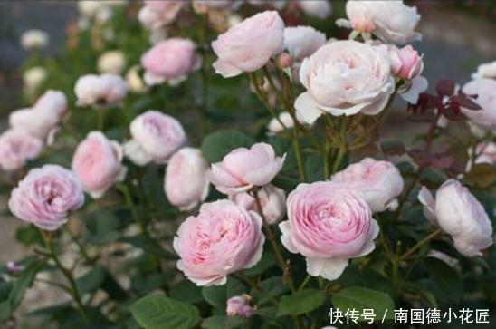 季秋季修剪|超实用的月季花,秋季修剪、促花小技巧