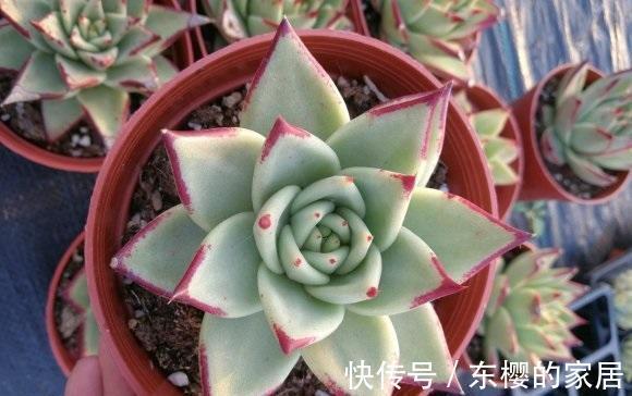 多肉|秋天终于来了，昼夜温差加大，多肉搬到室外，2周出状态！