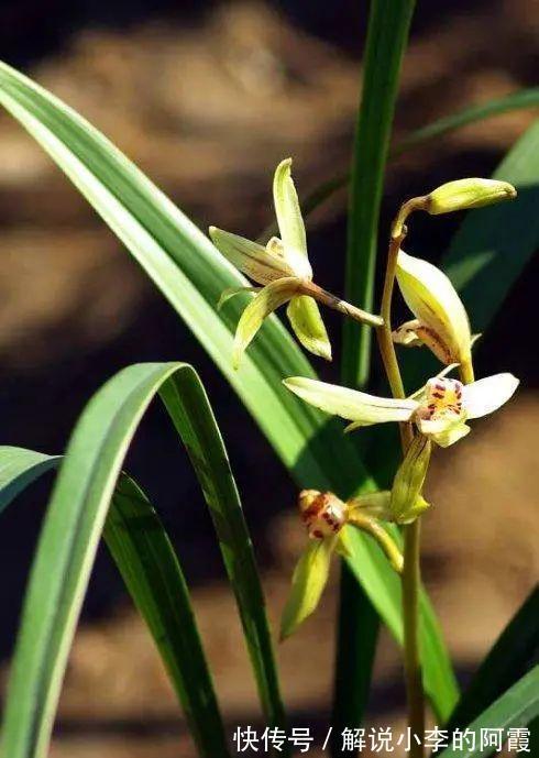 替兰花分株怕伤其根系,采用“不分盆”方法,新手也可轻松驾驭!