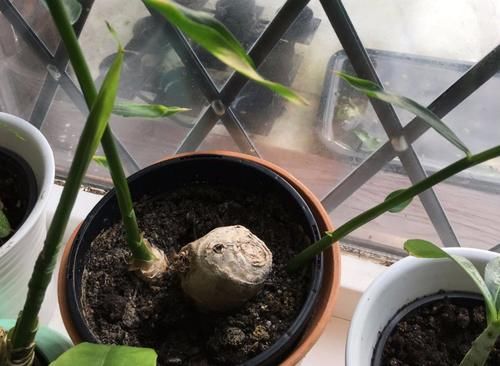 发芽的生姜不吃就盆栽,3个月下崽,秋收多到吃不完