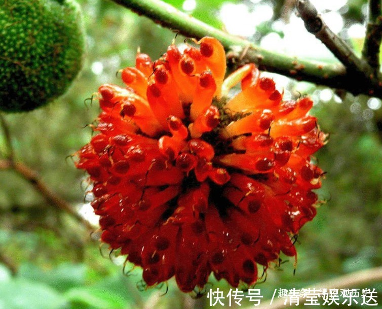 虚劳|农村常见的一种树,可以壮筋骨,助阳气,补虚劳,早知早受益