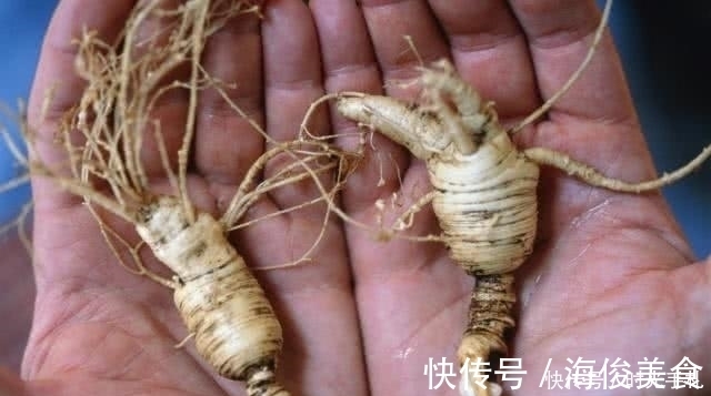 疗效|初冬用西洋参泡水喝疗效高,提高免疫力,注意:一类人不能触碰!