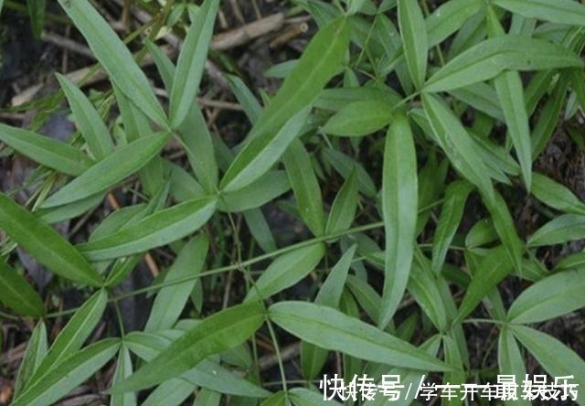 阳台上|有芳香味的“野草”,被称为“隔山香”,山脚下有不少,珍贵!