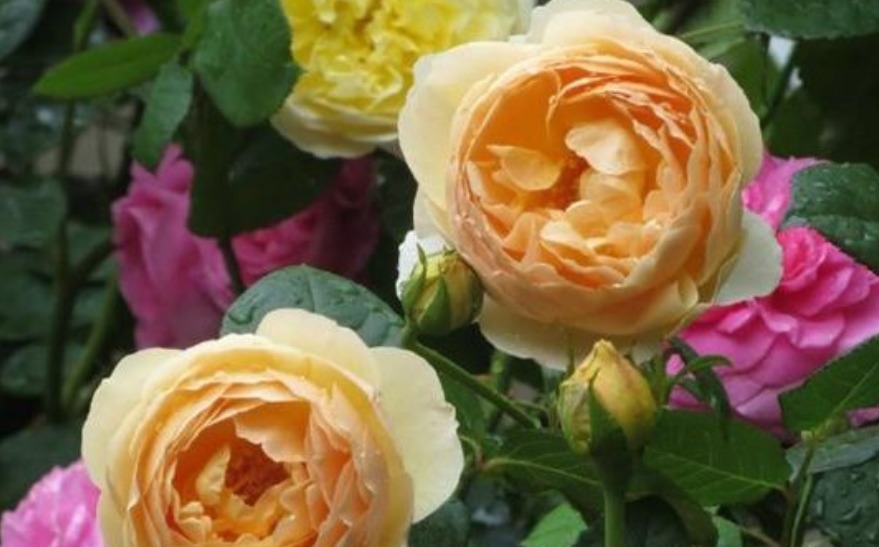 4种花好养易活，旺财又养人，开花红红火火，旺财又旺运！