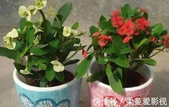 冬季来临,花市热销的6种冬季开花植物,此些你都养了吗