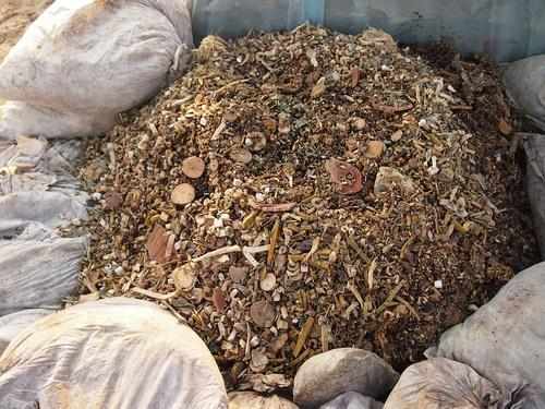 君子兰|用这种“土”养君子兰,不用管也生长快,叶子肥厚,花又大又艳