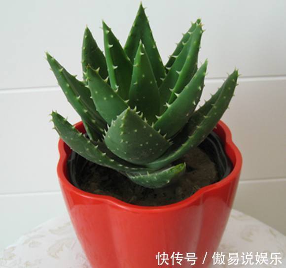 芦荟|如果连这几种花卉都养不活,那么我劝你,不要再养别的花了!