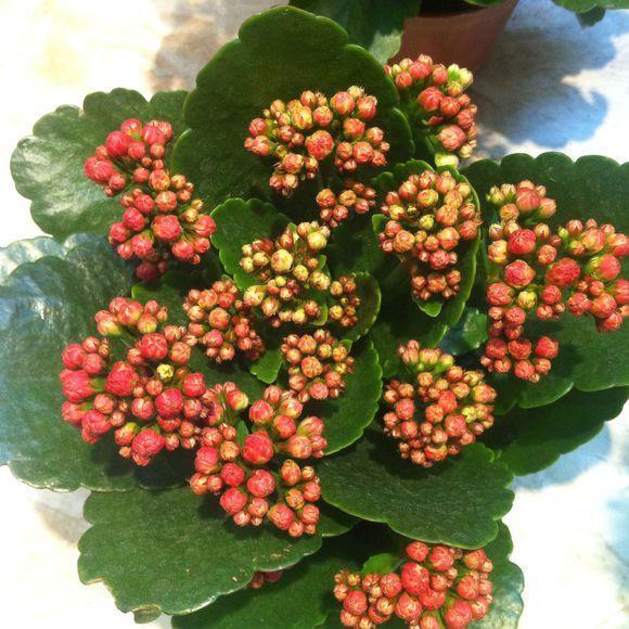 气温升高，养长寿花，记得多做3步，初秋迅速开出“第1茬”花