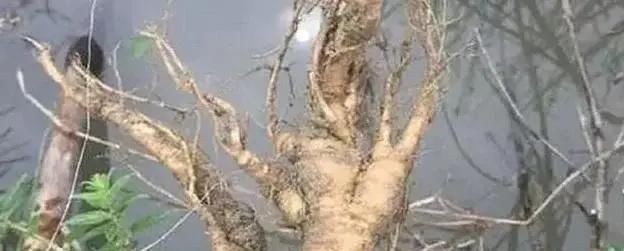 一种野草根像“人参”,农村人挖了当药材用,城里人却不识当杂草