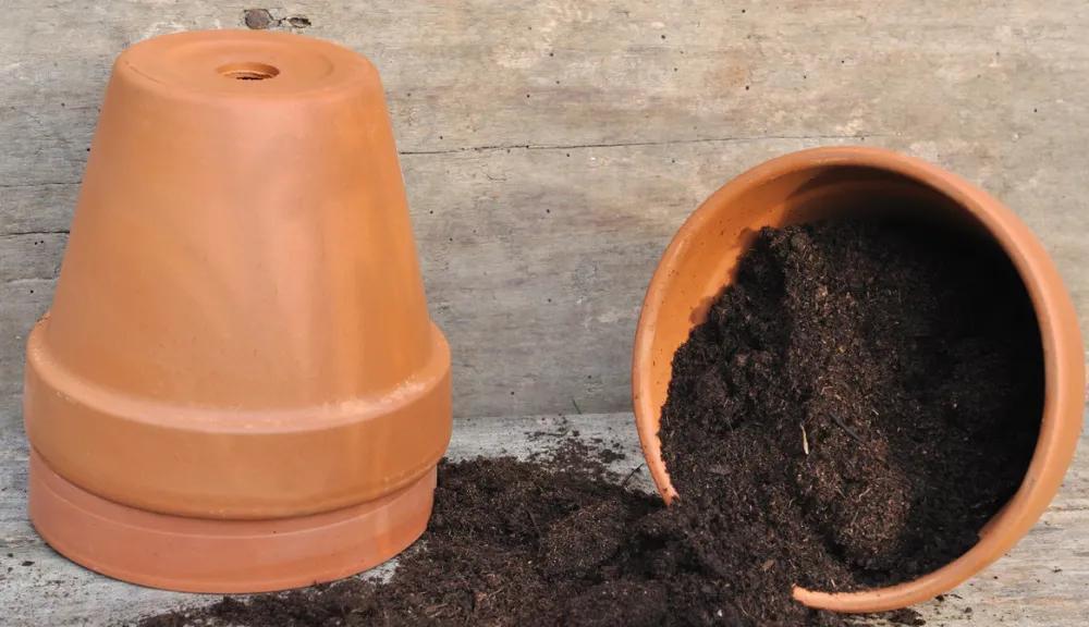 养花不用想得很复杂,撒上一把天然肥,叶绿花美,花开不停歇